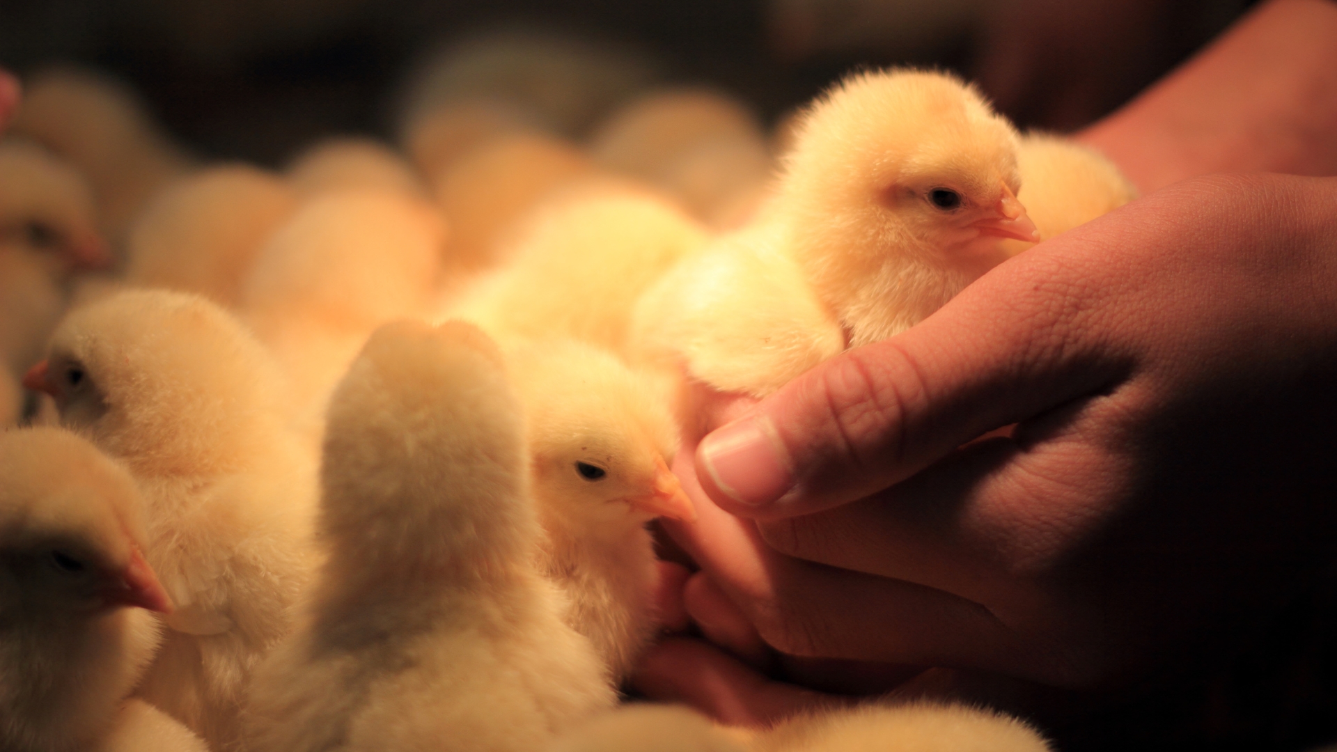 Dar White Birds Poultry Farm